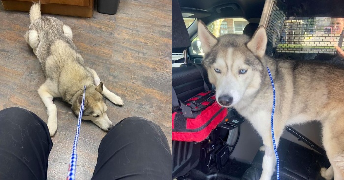 Police officers rescue a dog from hot car after his owner was killed ...