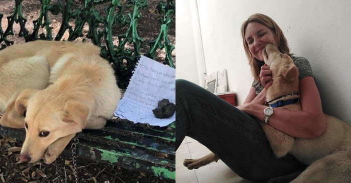 Heartbreaking story: this dog was found tied to a bench with a touching ...